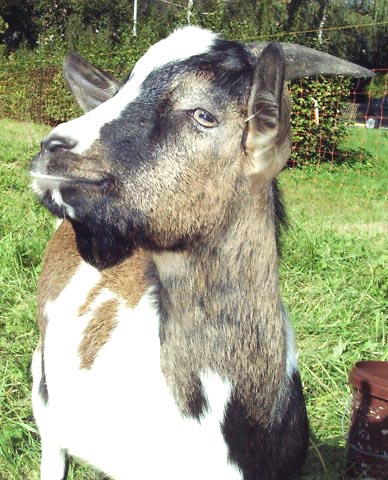 02928010 FRA Goat.JPG (63122 bytes)