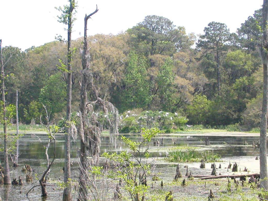 04409009 Harris Neck.jpg (217272 bytes)