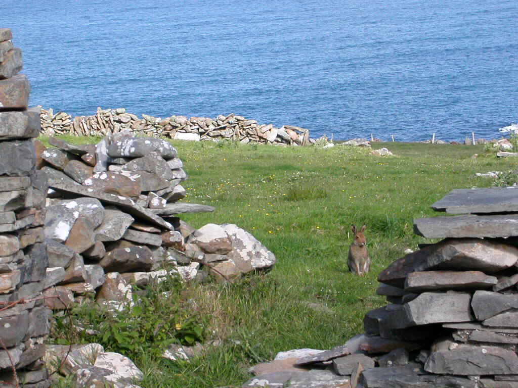 04612016 SNN RABBIT DOOLIN.JPG (201967 bytes)