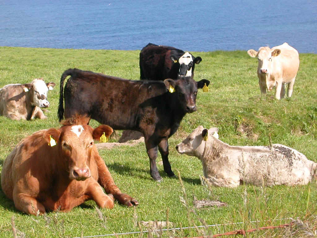 04612022 SNN COWS DOOLIN.JPG (201704 bytes)