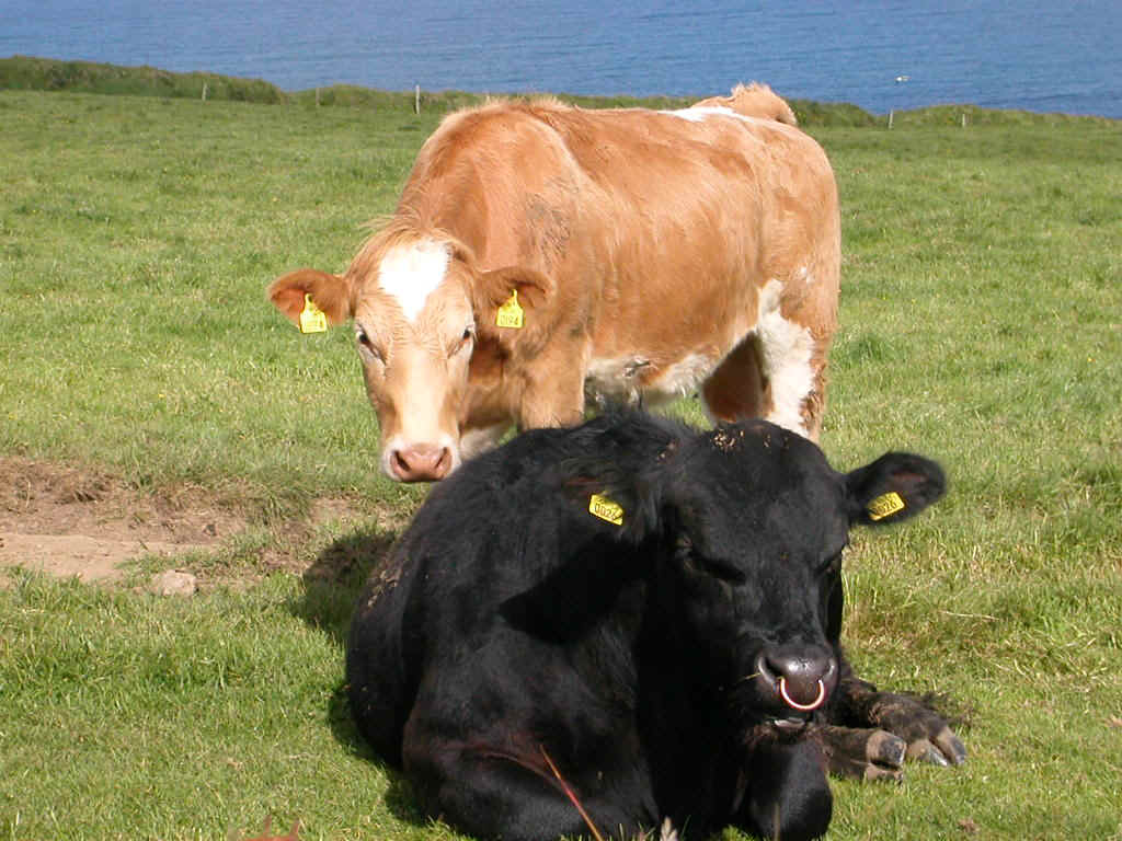 04612024 SNN COWS DOOLIN.JPG (192306 bytes)