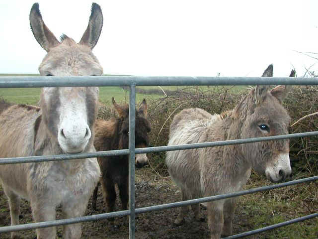 070112 (36) SNN Donkeys.JPG (62670 bytes)