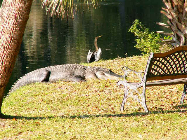 070324 (3b) HHH Alligator.jpg (105636 bytes)