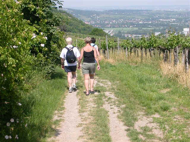 070525 (18) VIE Vineyard.JPG (96715 bytes)