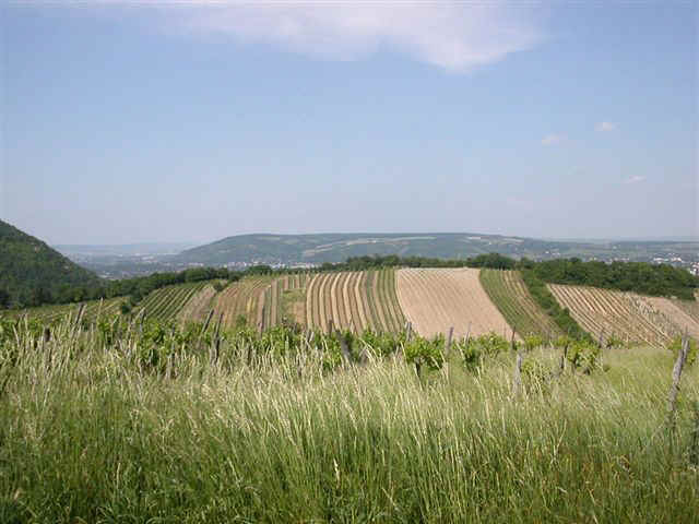 070525 (20) VIE Vineyard.JPG (61981 bytes)