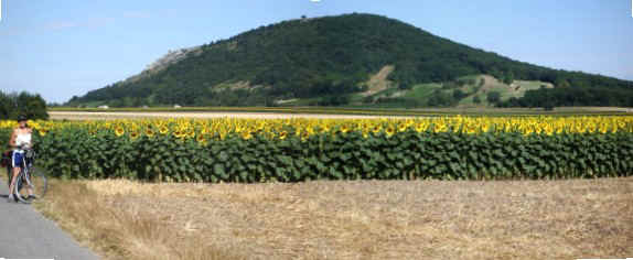 070708 (9b) VIE Sunflowers.JPG (47105 bytes)