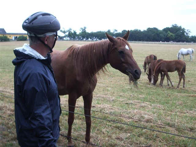 070710 (27) BUD Babolna Foal Farm Tony.JPG (65468 bytes)