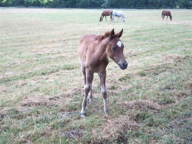 070710 (30) BUD Babolna Foal Farm.JPG (88241 bytes)